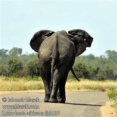 Loxodonta africana African Bush Elephant Afrikansk elefant ...