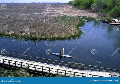 Point Pelee Marsh Boardwalk 54604 Stock Photo - Image of boardwalk, kayaker: 178345488