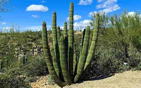 Beautiful Desert Plants With Names