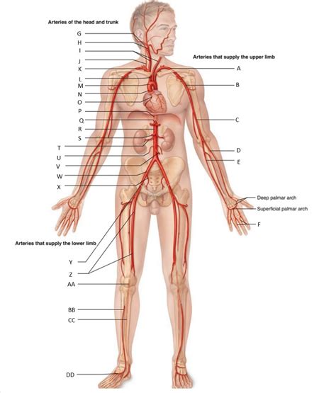 Arteries Diagram | Quizlet