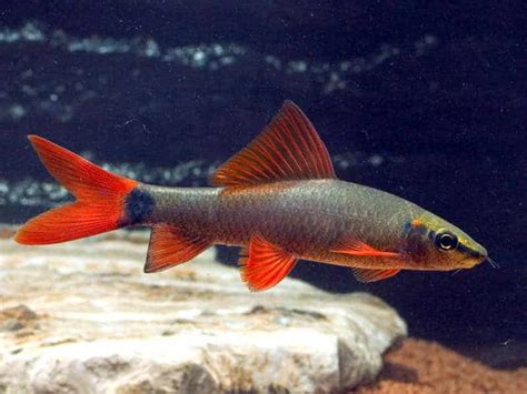 Rainbow Shark – Epalzeorhynchos Frenatum | Tropical Fish Site