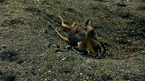 Veined octopus - Stock Video Clip - K001/7451 - Science Photo Library