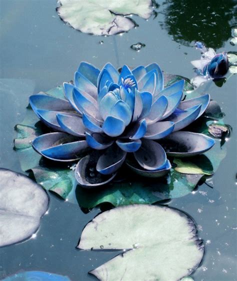 Pin by Sean McClellan on Lotus | Blue lotus flower, Blue lotus ...