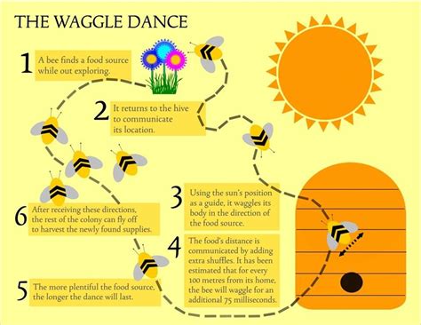 Waggle Dance: Fascinating Facts About Bees