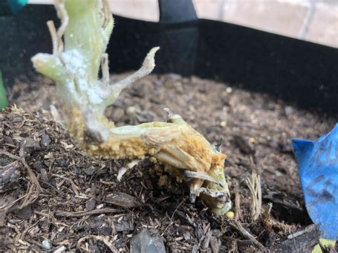 Stem Rot Causes and How to Prevent It