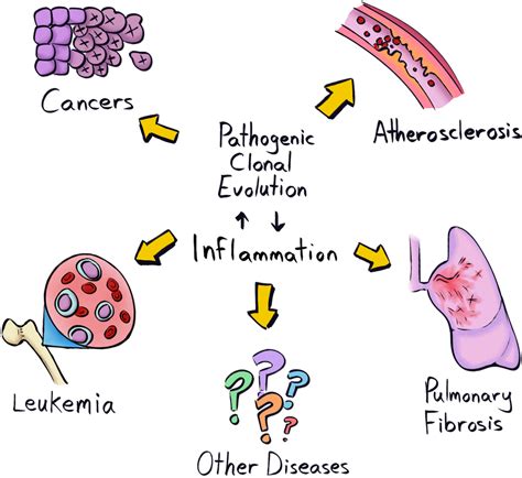 Clonal evolution and disease. Pathogenic clonal expansions can promote... | Download Scientific ...