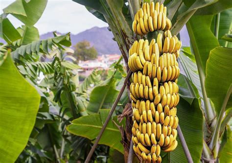 Guide to growing bananas in your backyard - UrbanFarmOnline.com