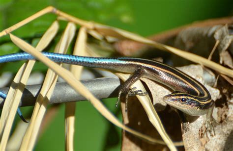 Pacific Blue Tailed Skink Care Guide - Reptile Cymru