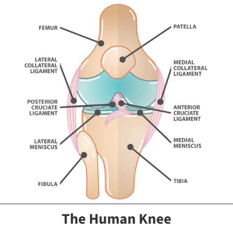 Meniscus Tears | Florida Orthopaedic Institute