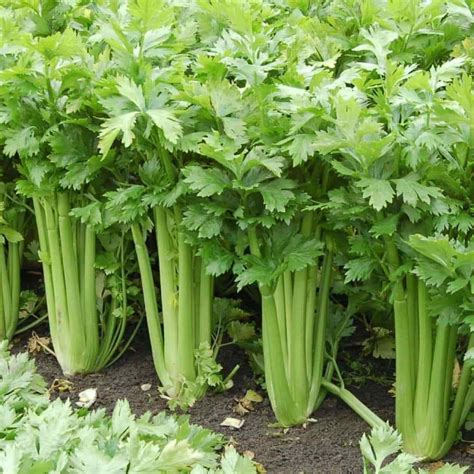 2500 Tall Utah Celery Seeds Non-GMO Fresh Garden Seeds | Etsy