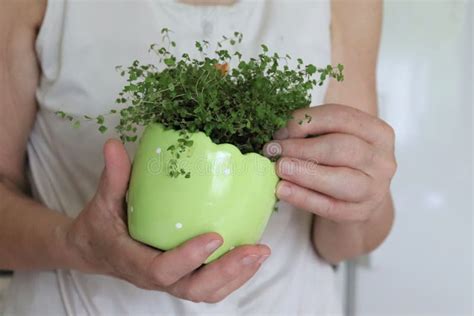 An Elderly Lady Taking Care of a Green Plant at Home Stock Image ...