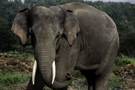 Sumatran Elephant Found Dead with Missing Tusks – Indonesia Expat