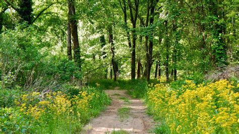 Ocmulgee River Trail (U.S. National Park Service)