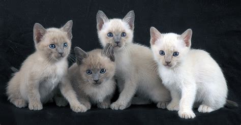 Tonkinese Cat Names - 200 Inspired Ideas