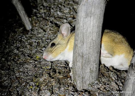 NeoVista Birds and Wildlife: Outdoor Family Time and the Discovery of a New Mammal