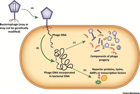 Alternatives to Conventional Antibiotics in the Era of Antimicrobial ...