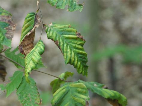 Beech Leaf Disease - A New Threat to Connecticut - CTPA (Connecticut Tree Protective Association)