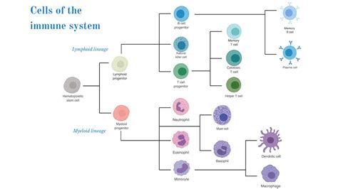 Cells of the Immune System • iBiology