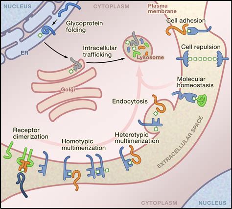 Glycosylation in Cellular Mechanisms of Health and Disease: Cell