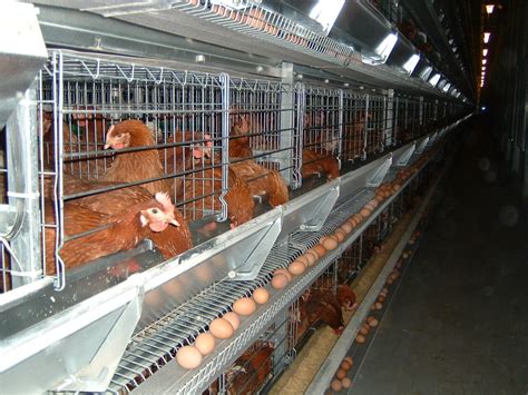 Battery Cages - Vijayraj Poultry Equipments Pvt Ltd