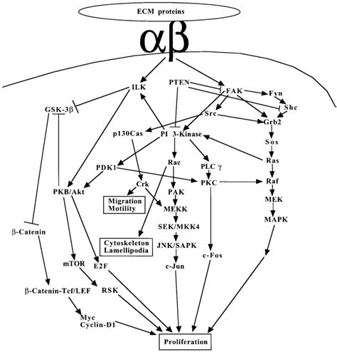 Schematic describing some of the mitogenic signaling pathways activated... | Download Scientific ...