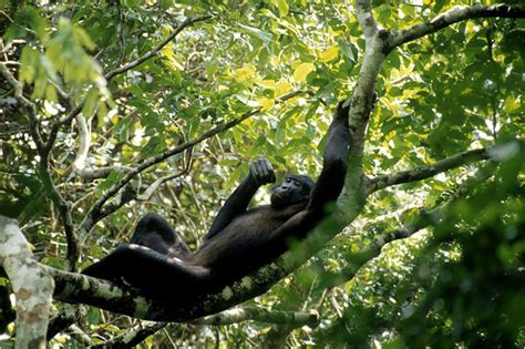 Bonobo Genome & Bonobo Conservation Efforts – Primatology.net