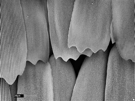 Scientific Image - Overlapping Scales of Blue Morpho Butterfly Wing ...