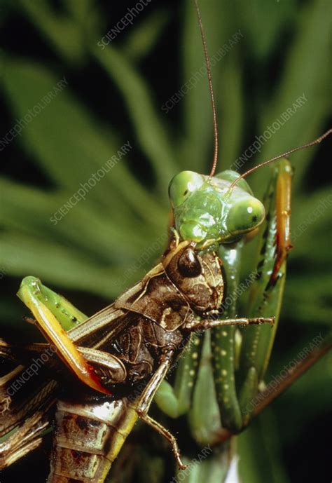 Macrophoto of praying mantis eating grasshopper - Stock Image - Z275/0060 - Science Photo Library