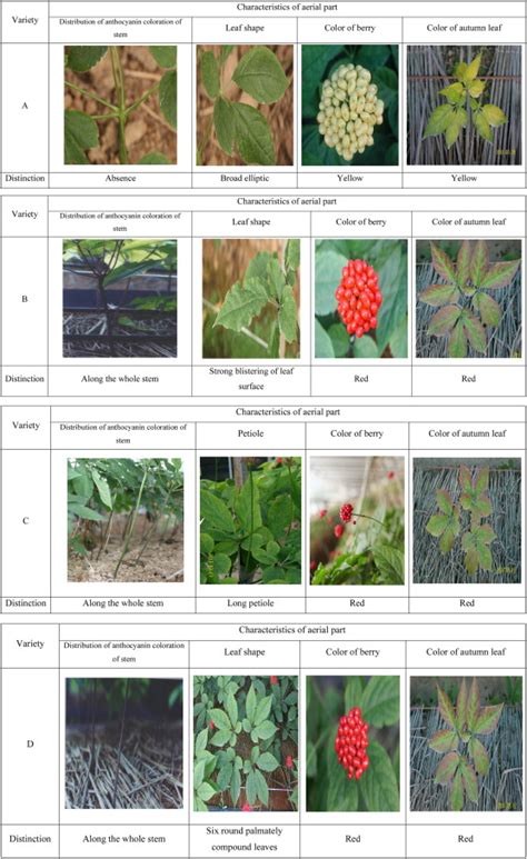 Characteristics of the aerial part of varieties of ginseng. (A) The ...