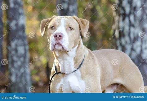 American Bulldog Pitbull Mixed Breed Dog Stock Image - Image of bulldog, photograph: 104859119