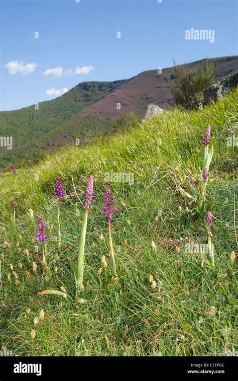 Early purple Orchids (Orchis mascula Stock Photo - Alamy