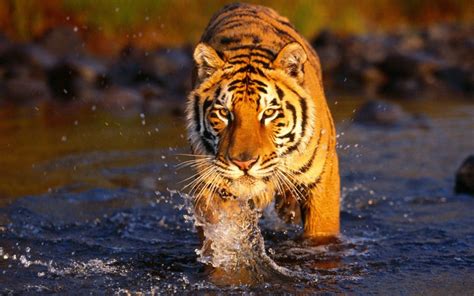 Bengal Tiger - Facts, Pictures, Habitat, Information, Diet, Lifestyle | Animals Adda