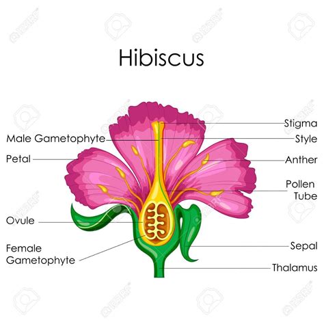 Education Chart of Biology for Anatomy of Hibiscus flower Diagram , #spon, #Biology, #Chart, # ...