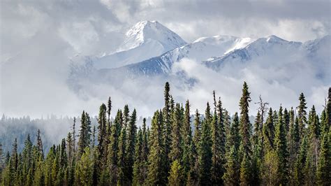 Boreal Trees May Grow Faster Due to Climate Change - Eos