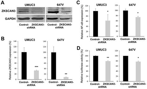 ZKSCAN3 promotes bladder cancer cell proliferation, migration, and invasion | Oncotarget