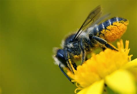 Brigit Strawbridge Howard: Why Solitary Bees are Such Amazing Pollinators: