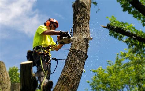 What are the Different Types of Tree Trimming Techniques? - Alpine Home