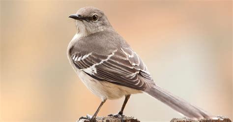 What is the State Bird of Texas? (And The Story Behind It) | Birdfact