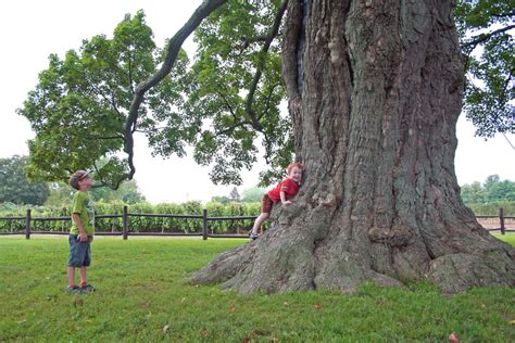 jodyvanB: The oldest Sugar Maple Tree in Canada: The Comfort Maple