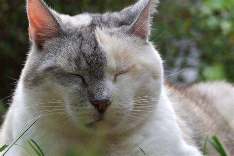 Cat Tricolor Animaux · Photo gratuite sur Pixabay