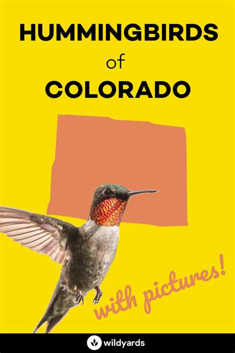 All 8 Amazing Hummingbirds in Colorado [With Pictures]