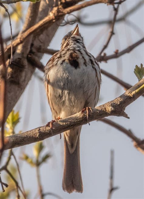 Identification of 11 Sparrow Species: a Photographic Guide | Miles Hearn