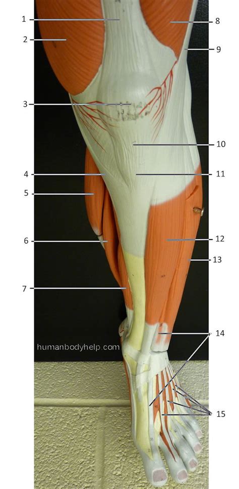 leg muscles anterior
