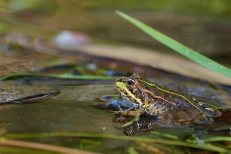 Amphibians Habitat