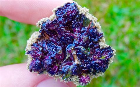 Purple Moon Rock kush For Sale - Cannabis Menu by magratamy420 ...