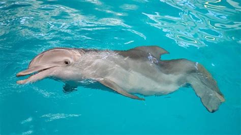 Winter the Dolphin - Clearwater Marine Aquarium