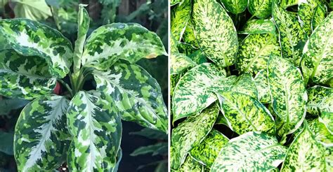 Aglaonema Pictum Tricolor — How To Care And Planting Guide