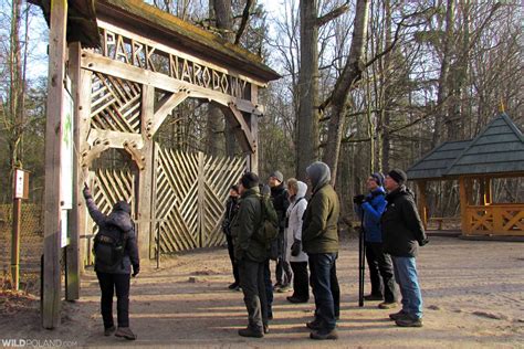 Bison Safari in the Białowieża Forest, Feb 2020 – Wild Poland