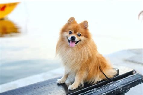 7 Dog Breeds That Are Perfect for Homes with Children