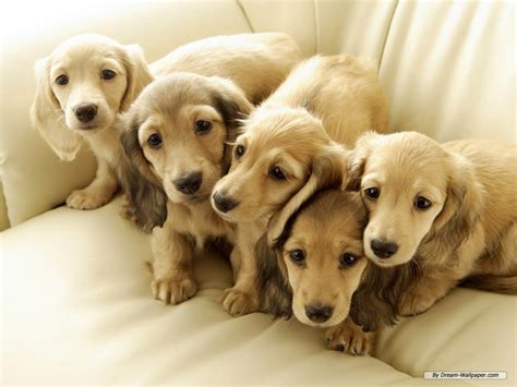 Mini Dachshund Wallpaper - Dogs Wallpaper (7014544) - Fanpop